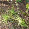 Wild Nodding Onion